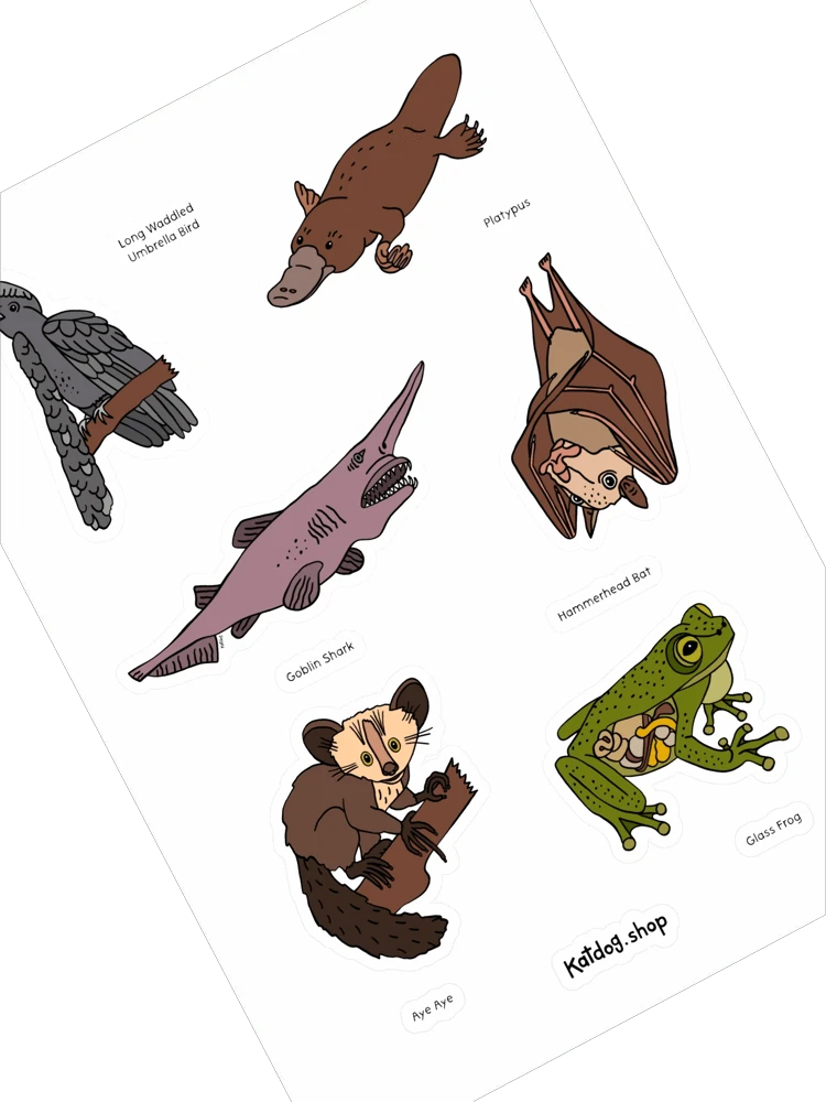 Illustrations of various animals with labels on a white background