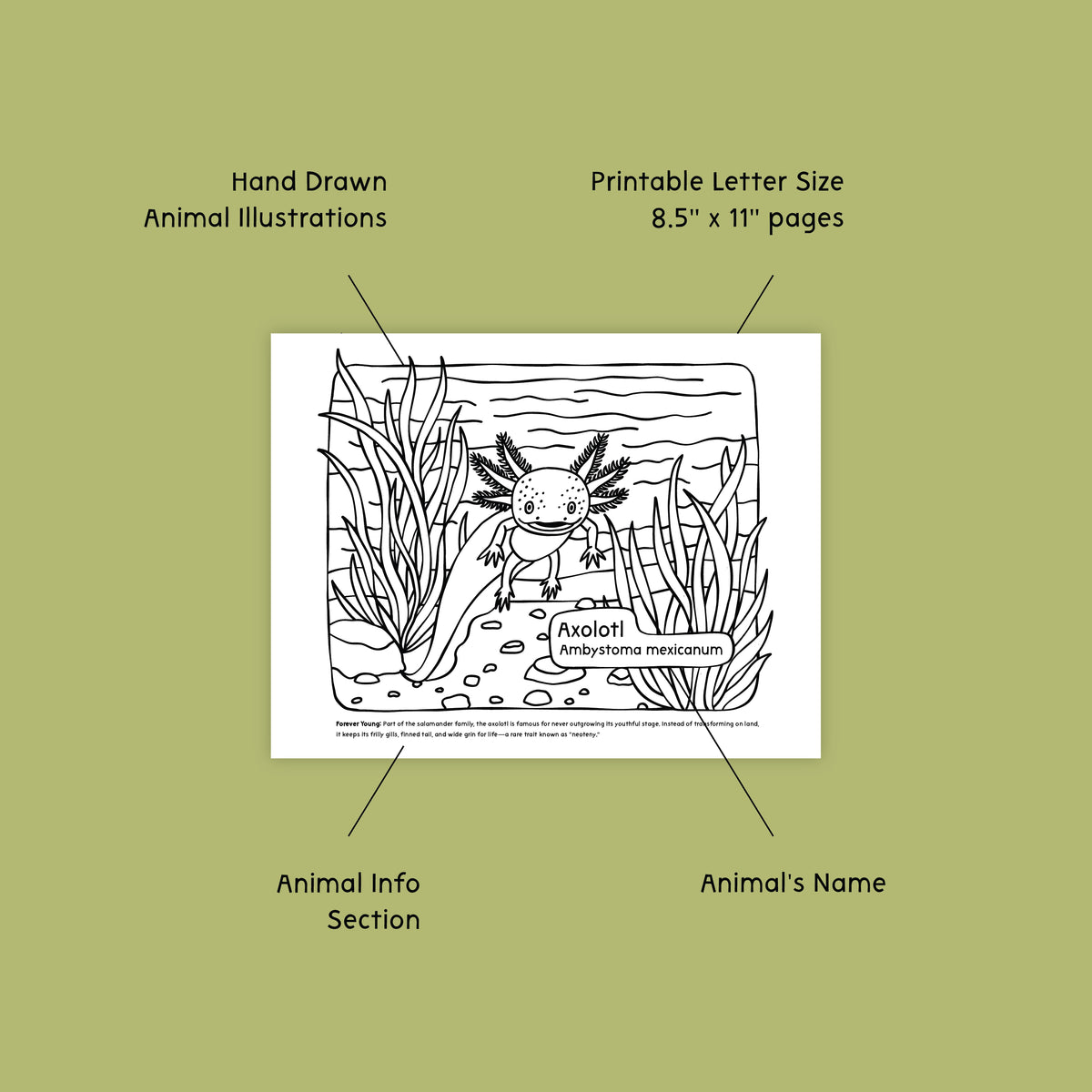 Axolotl coloring page with labels on a green background
