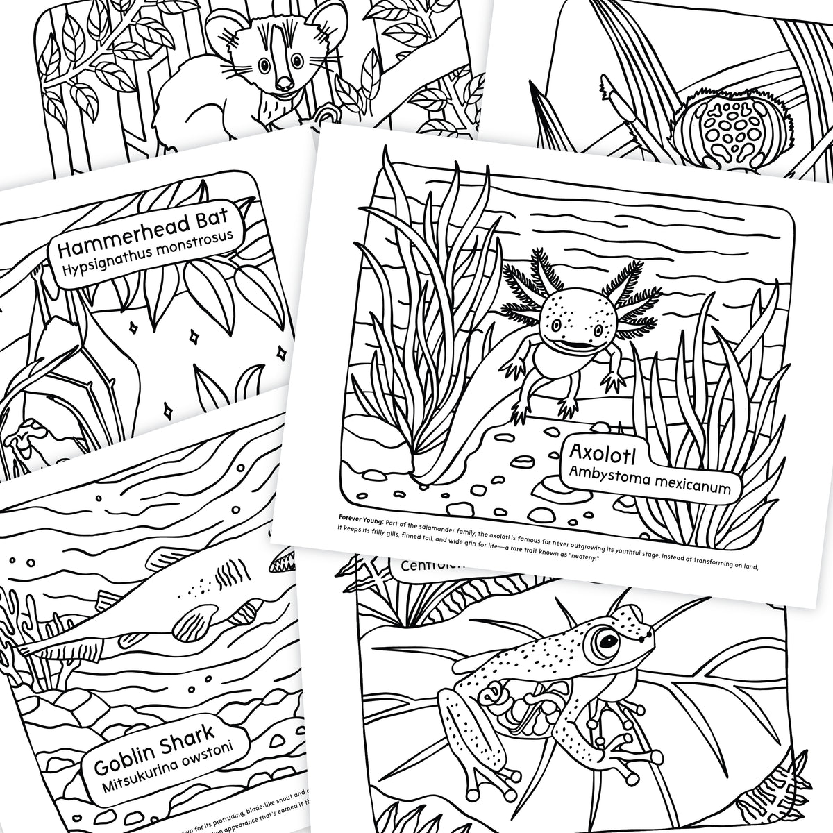 Coloring pages with illustrations of a hammerhead bat, axolotl, and goblin shark, each with scientific names.