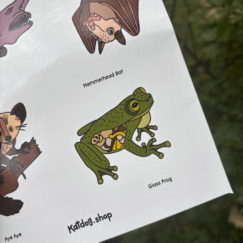 Illustrations of a glass frog and hammerhead bat on a white background with 'Katdog.shop' branding.
