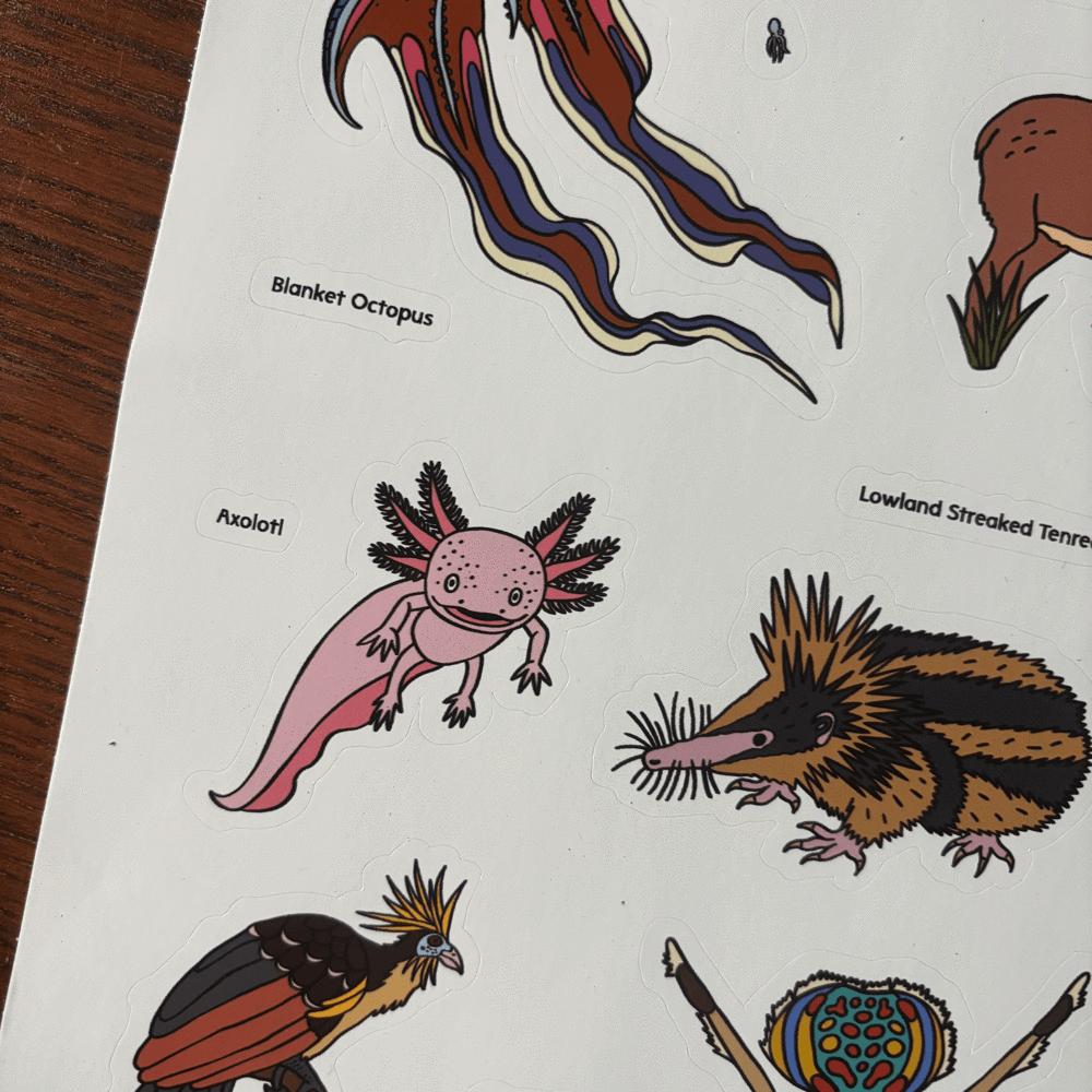Illustrations of various animals including a blanket octopus, axolotl, and lowland streaked tenrec on a white background.