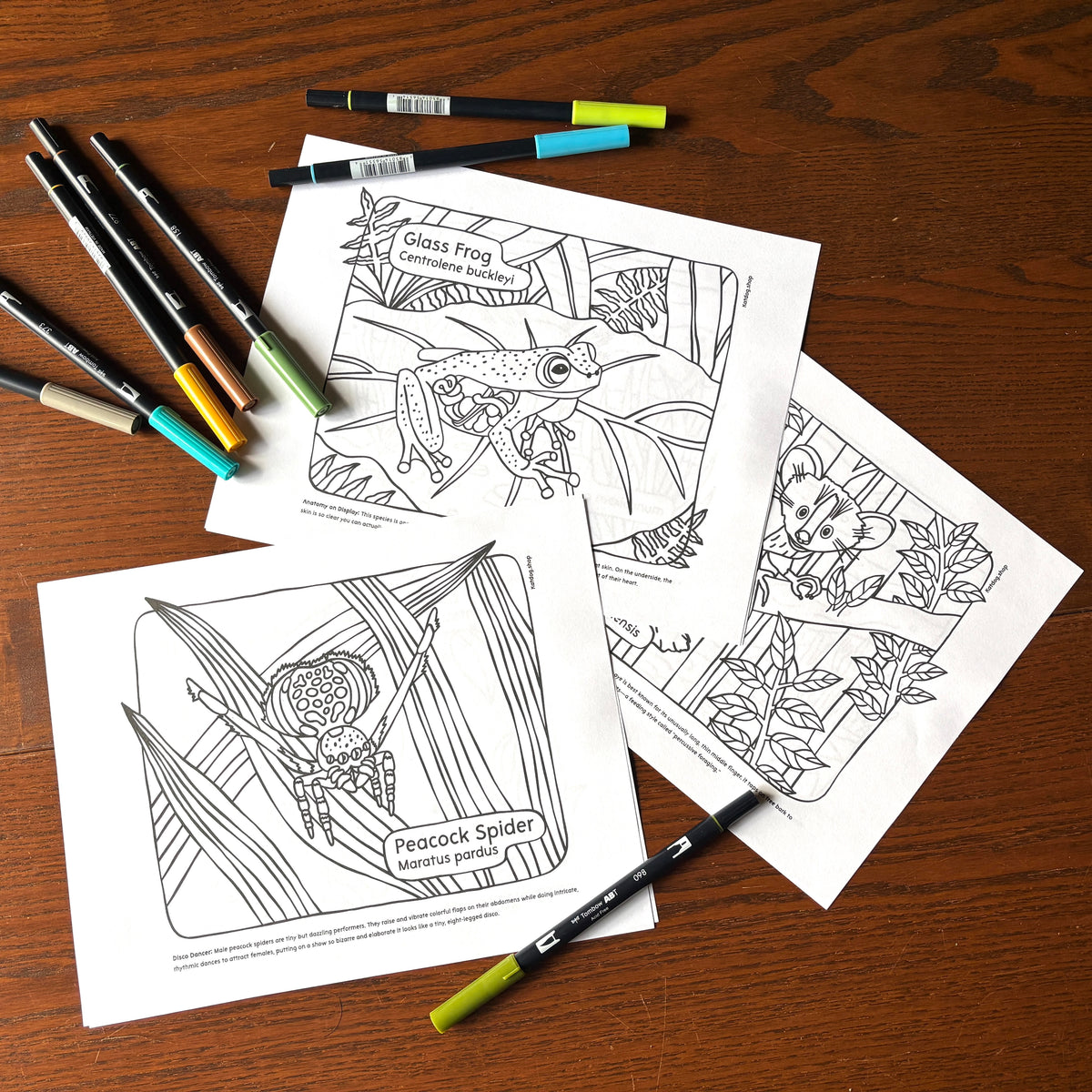 Coloring pages of a glass frog and peacock spider with markers on a wooden surface