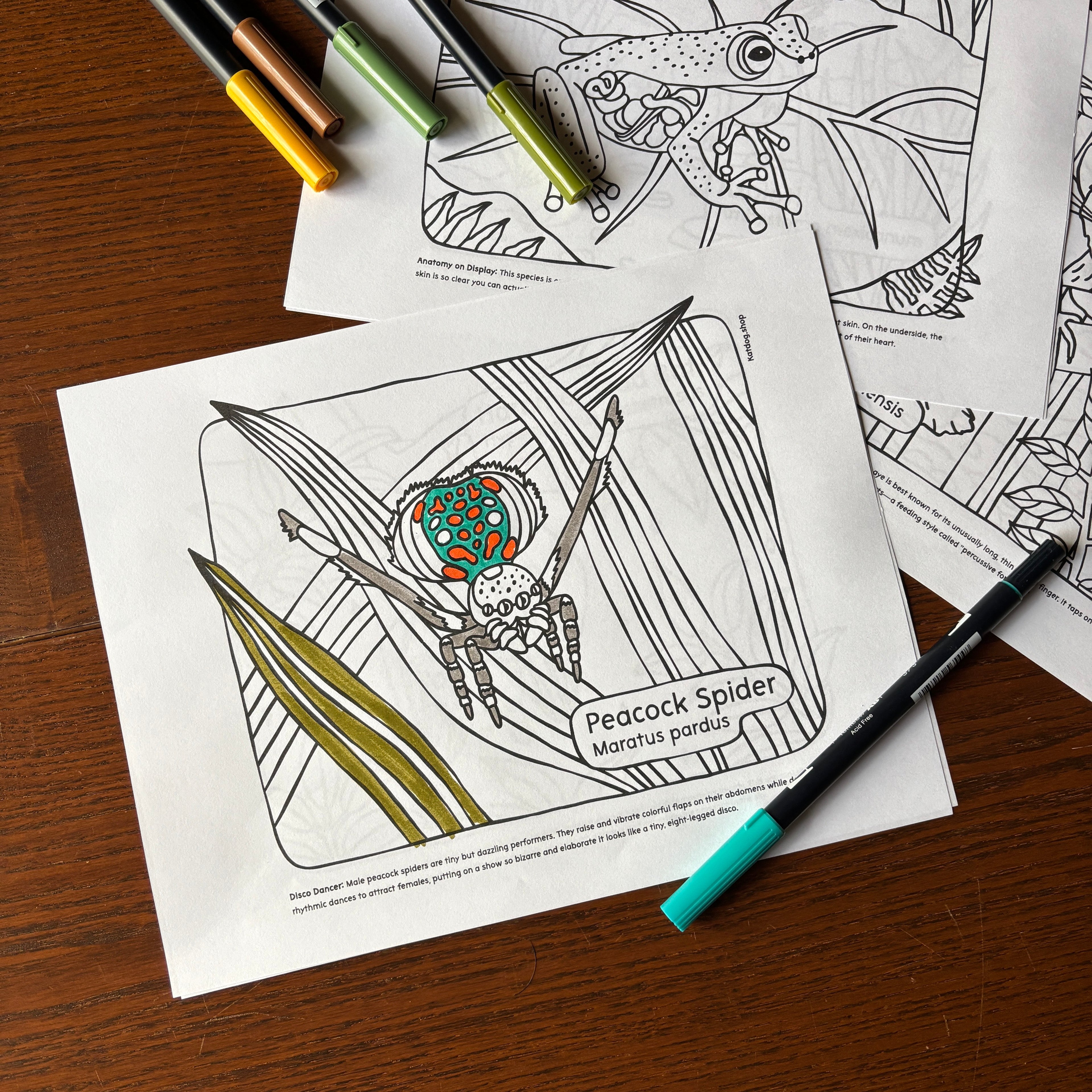 Coloring pages of a peacock spider with markers on a wooden surface