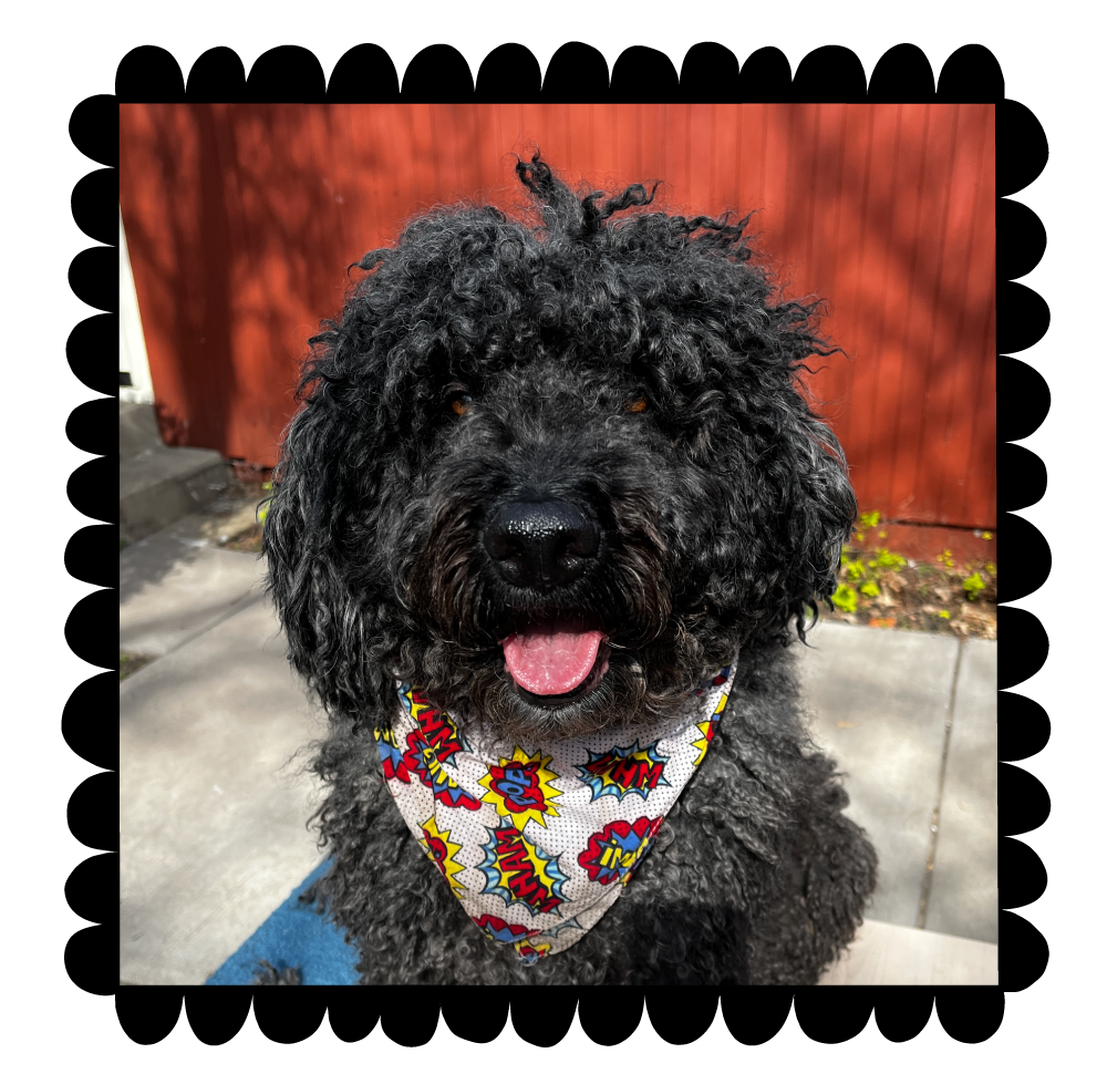 Black dog wearing a colorful bandana with a red wall in the background