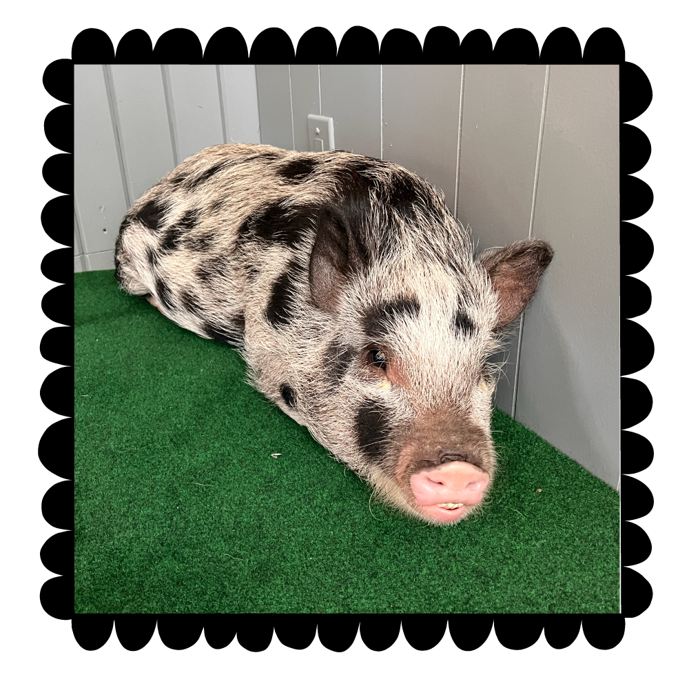 Small spotted pig lying on a green surface with a white wall in the background