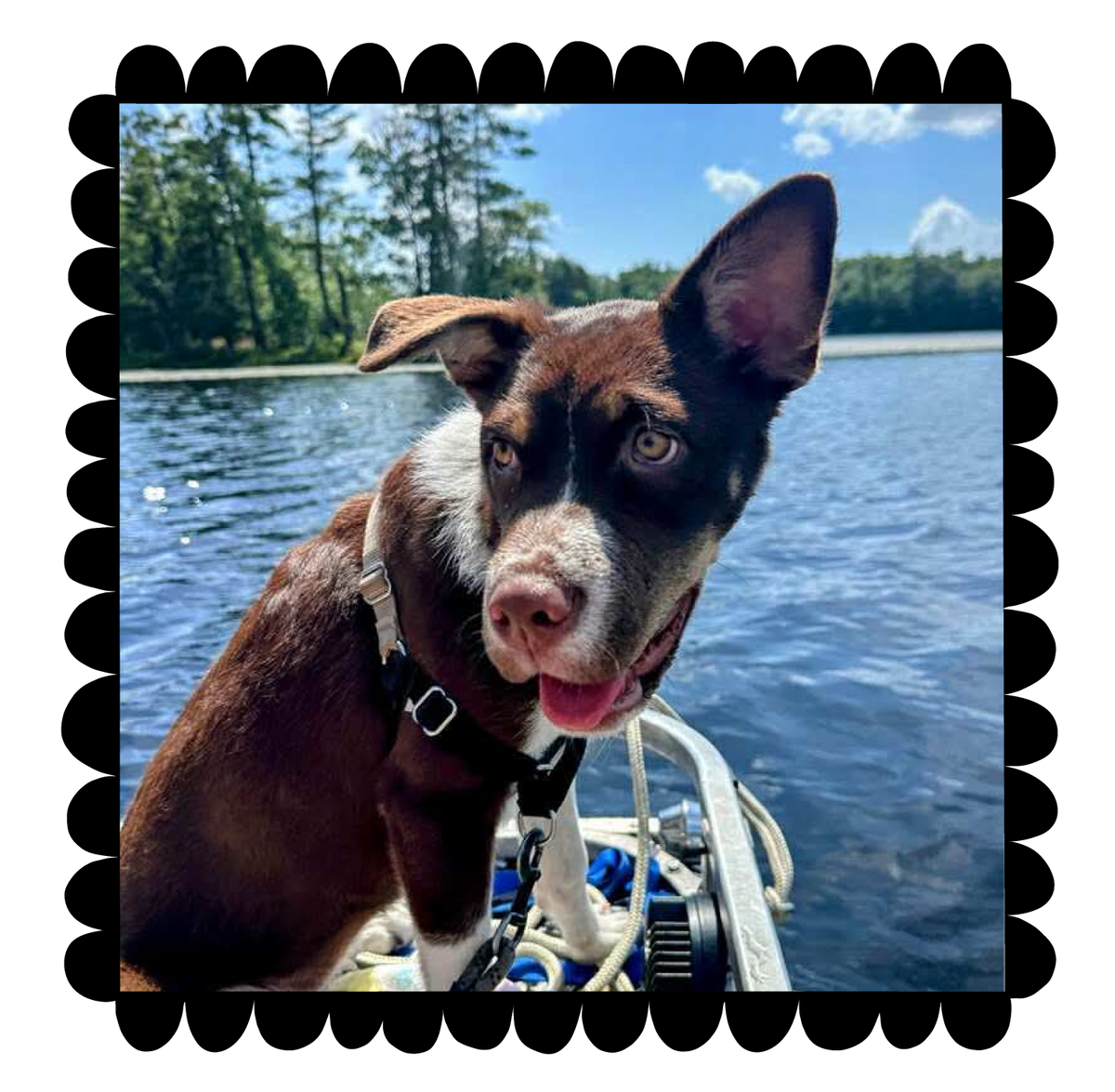 Dog on a boat with water and trees in the background